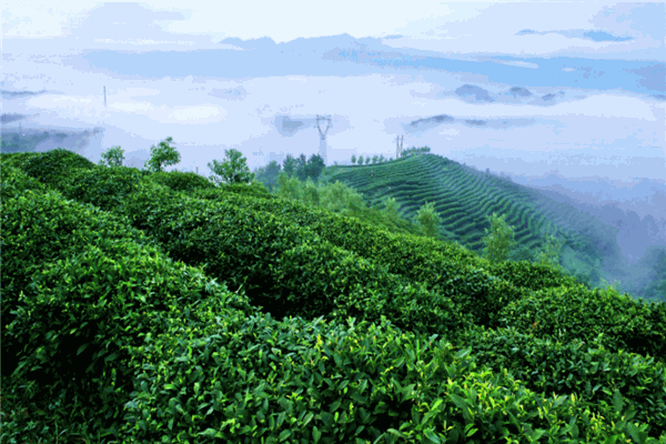 高山茶葉加盟