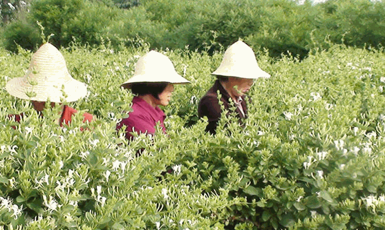 楊凌金山農(nóng)業(yè)