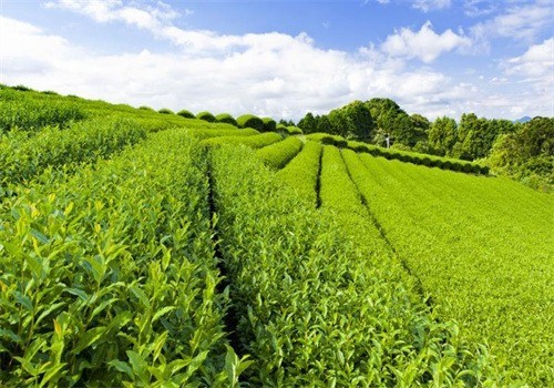 天宇平價(jià)茶葉超市加盟