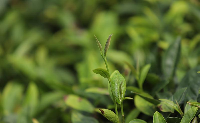 高山茶葉