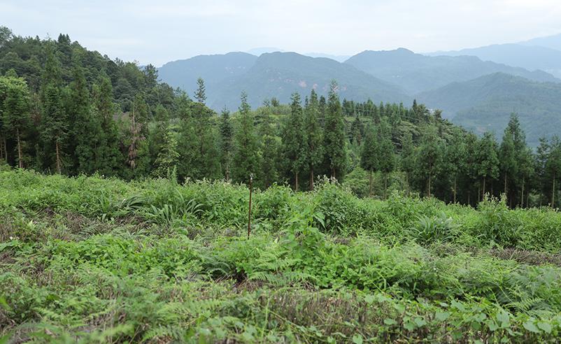 高山茶葉