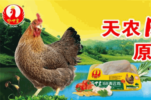 鳳中皇清遠(yuǎn)雞加盟