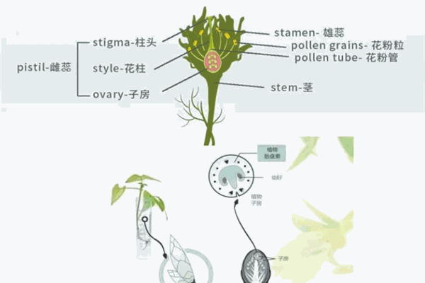 植物胎盤素護(hù)膚品