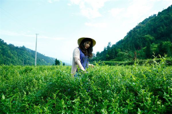 茅巖莓茶保健品加盟