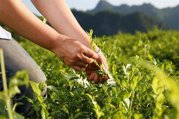 茅巖莓茶保健品加盟