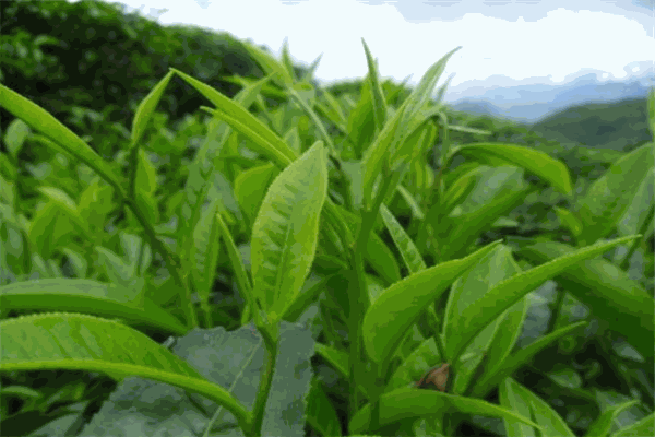 生態(tài)茶葉