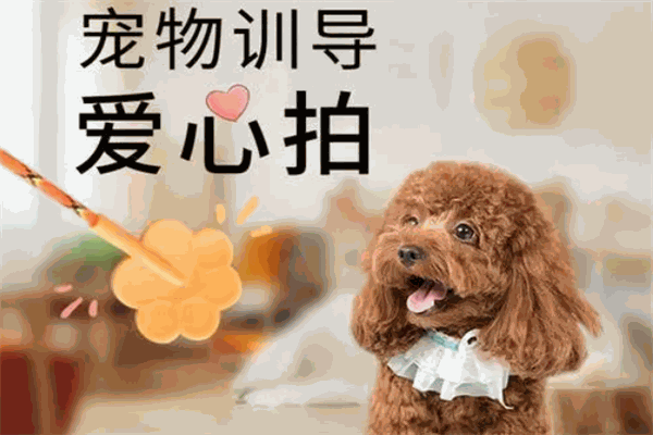 犬語者寵物訓導館加盟