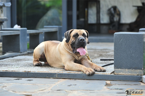 猛犬俱樂部論壇加盟